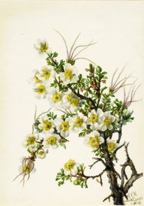 Cliffrose Cowania stansburiana, 1934. alkotó: Mary Vaux Walcott