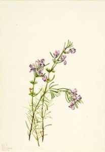 Conradina verticillata, 1934. alkotó: Mary Vaux Walcott