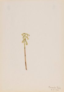 Corathorhiza corallorhiza alkotó: Mary Vaux Walcott