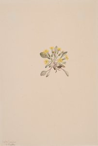 Crepis Elegans, 1904 alkotó: Mary Vaux Walcott