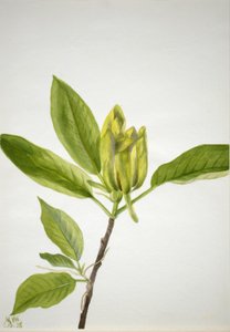 Uborkafa (Magnolia scuminata) alkotó: Mary Vaux Walcott