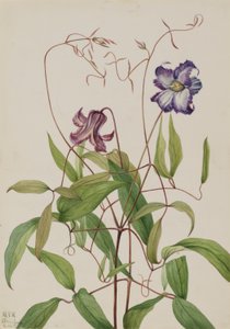 Göndör klematisz (Clematis crispa) alkotó: Mary Vaux Walcott