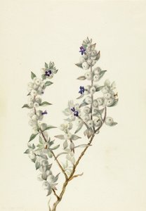 Halál-völgyi zsálya (Salvia funerea) alkotó: Mary Vaux Walcott