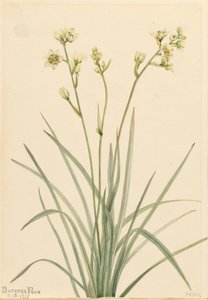 Deathcamas Zygadenus elegans, 1917. alkotó: Mary Vaux Walcott