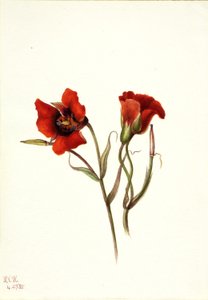 Sivatagi Mariposa (Calochortus kennedyi) alkotó: Mary Vaux Walcott