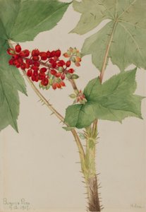 Devilsclub (Echinopanax horridum) alkotó: Mary Vaux Walcott