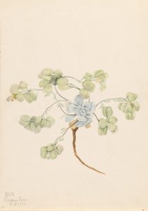 Dupla hólyagpipacs (Physaria didymocarpa) alkotó: Mary Vaux Walcott