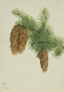 Douglas Fir Pseudotsuga mucronata, 1923. alkotó: Mary Vaux Walcott