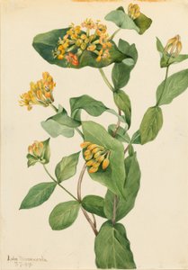 Douglas lonc (Lonicera glaucescens) alkotó: Mary Vaux Walcott