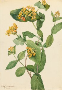 Douglas Honeysuckle Lonicera glaucescens, 1919. alkotó: Mary Vaux Walcott