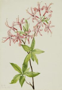 Molyhos Pinxter Bloom Azalea rosea, 1923. alkotó: Mary Vaux Walcott