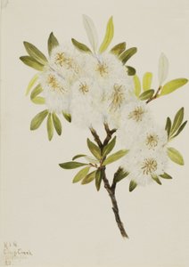 Drummond Willow Salix drummondiana, 1921. alkotó: Mary Vaux Walcott