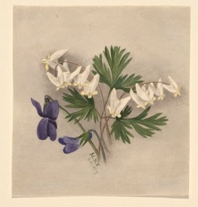 Holland nadrág (Bikukulla cucullaria) alkotó: Mary Vaux Walcott