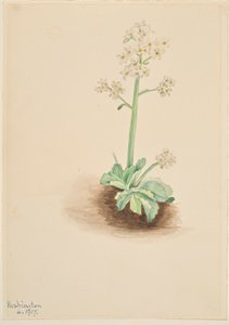Korai sziromfű (Saxifraga virginiensis) alkotó: Mary Vaux Walcott