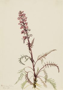 Elefántfejű (Pedicularis groenlandica)