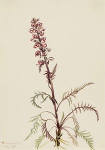 Elefántfej Pedicularis groenlandica, 1916 alkotó: Mary Vaux Walcott
