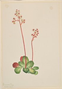 Örökzöld szarkaláb (Leptarrhena pyrolifolia) alkotó: Mary Vaux Walcott