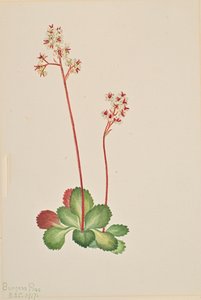 Örökzöld szaxifrage Leptarrhena pyrolifolia, 1917.