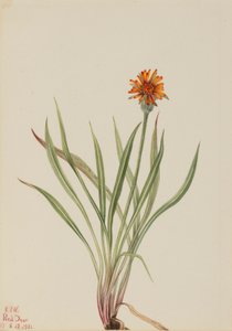 Hamis gyermekláncfű (Agoseris aurantiaca) alkotó: Mary Vaux Walcott