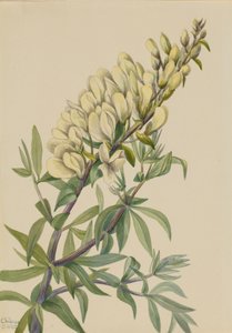 Hamis Indigo Baptista bructeata, 1932. alkotó: Mary Vaux Walcott