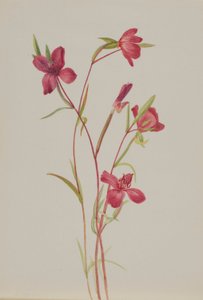 Búcsú a tavasztól (Godetia amoena lilja) alkotó: Mary Vaux Walcott