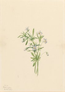 Mezei ibolya (Viola rafinesquii) alkotó: Mary Vaux Walcott