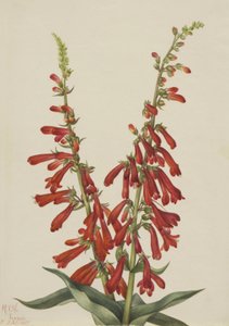Fire Penstemon Penstemon eatonii, 1927. alkotó: Mary Vaux Walcott