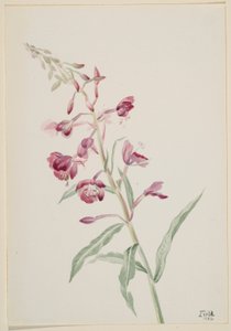 Tűzfű (Epilobium angustifolium) alkotó: Mary Vaux Walcott