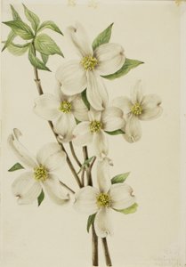 Virágzó kutyafa (Cornus florida) alkotó: Mary Vaux Walcott