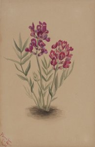 Virágok a Mesa-ból alkotó: Mary Vaux Walcott