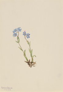 Felejtsd el (Myosotis alpestris) alkotó: Mary Vaux Walcott