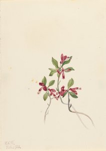 Fringed Polygala (Polygala paucifolia) alkotó: Mary Vaux Walcott