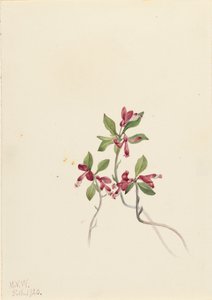 Rojtos Polygala Polygala paucifolia, 1920. alkotó: Mary Vaux Walcott