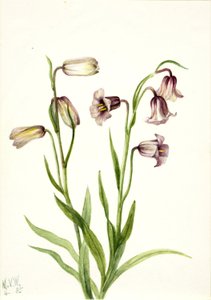 Fritillary (Fritillaria biflora) alkotó: Mary Vaux Walcott