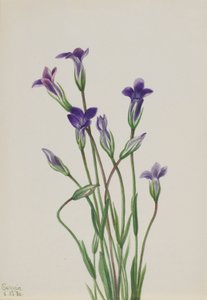 Gentian (Gentiana holopetala) alkotó: Mary Vaux Walcott