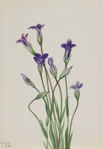 Gentian Gentiana holopetala, 1936. alkotó: Mary Vaux Walcott