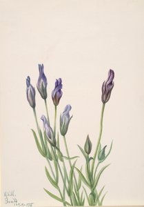 Gentian Gentiana macounii, 1935. alkotó: Mary Vaux Walcott