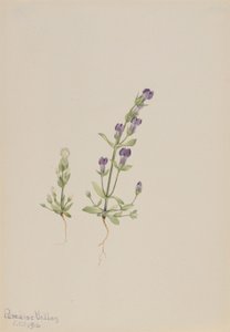 Gentiana propingua alkotó: Mary Vaux Walcott