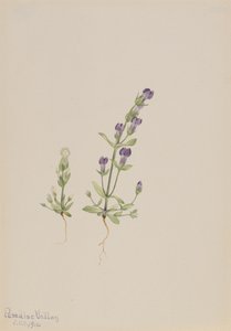 Gentiana propingua, 1916 alkotó: Mary Vaux Walcott