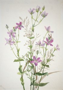 Gentianacease sabbalia angularis, 1880. alkotó: Mary Vaux Walcott