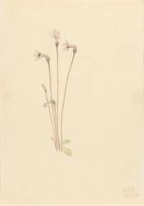 Ghostpipe (Thalesia uniflora) alkotó: Mary Vaux Walcott