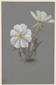 Óriás Helleborine (Epipactia gigantea) alkotó: Mary Vaux Walcott