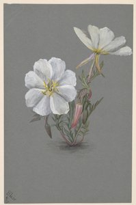 Óriás Helleborine Epipactis gigantea, kb. 1880. alkotó: Mary Vaux Walcott