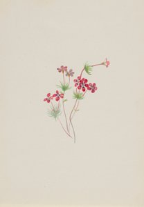Gilia linanthus parviflorus alkotó: Mary Vaux Walcott