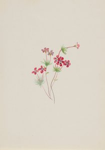 Gilia linanthus parviflorus, kb. 1900-1930. alkotó: Mary Vaux Walcott