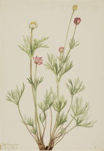 Gömbvirág (Anemone globosa) alkotó: Mary Vaux Walcott