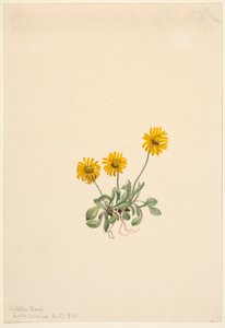 Arany bolhaparéj (Erigeron aureus) alkotó: Mary Vaux Walcott