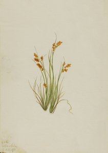 Aranysás Carex aurea, 1921. alkotó: Mary Vaux Walcott