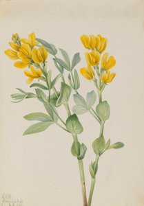 Goldenpea Thermopsis rhombifolia, 1923.