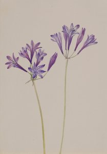 Brodiaea laxa pázsitfű, 1933. alkotó: Mary Vaux Walcott
